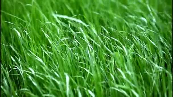 Zielona trawa na wiatr — Wideo stockowe