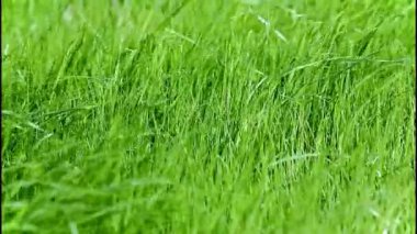 Yeşil çimenlerin üzerinde Rüzgar