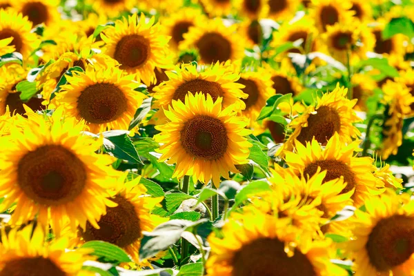 Image de champ de tournesol — Photo