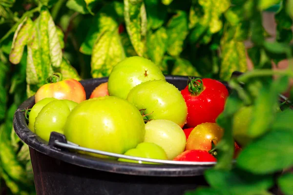 Närbild skott av en hink full med röda och gröna tomater — Stockfoto