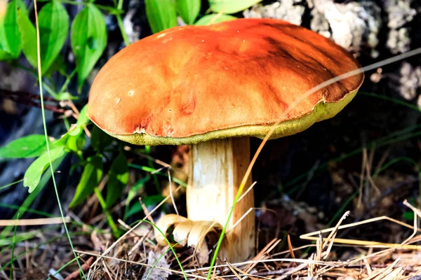 Closeup shot of big mushroom — Stock Photo, Image