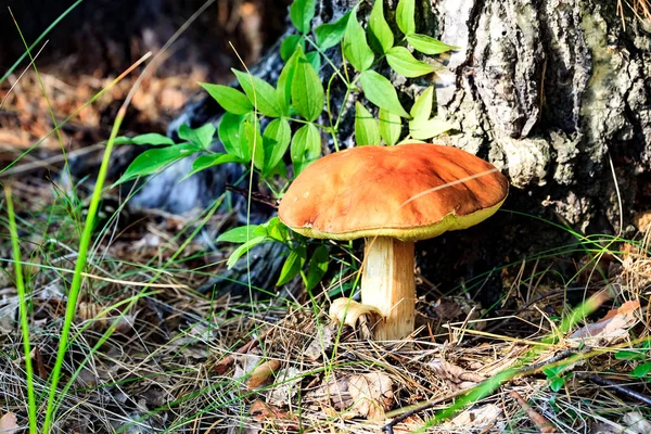 Big mushroom under the tree — Stock Photo, Image