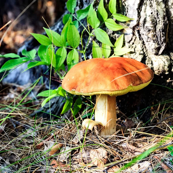 Big mushroom under the tree — Stock Photo, Image