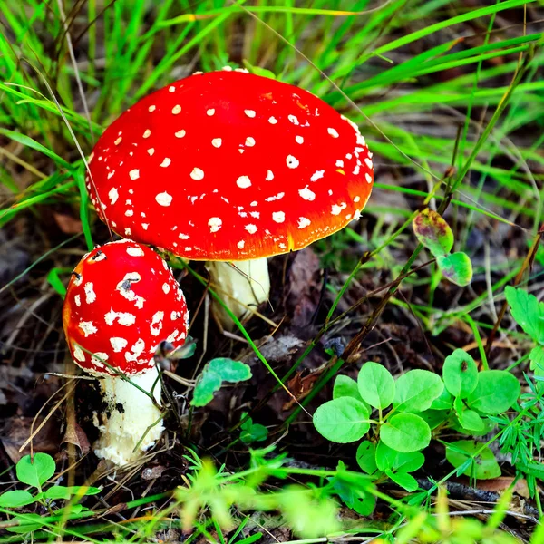 Closeup shot of Amanita Muscaria, poisonous mushroom — Stock Photo, Image