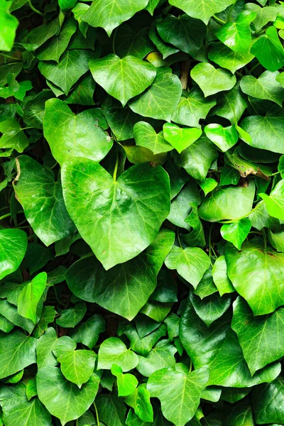 Gambar close up dari latar belakang ivy hijau — Stok Foto
