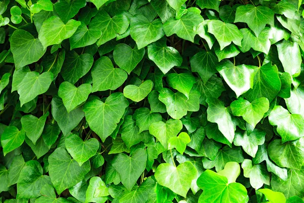 Closeup shot of green ivy background — Stock Photo, Image