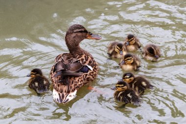 Mother duck and her children clipart
