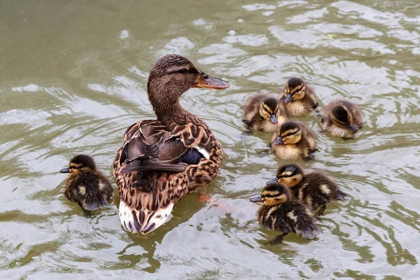 Mère canard et ses enfants — Photo