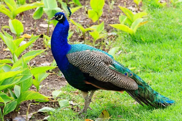 Closeup shot of big adult peacock — Stock Photo, Image