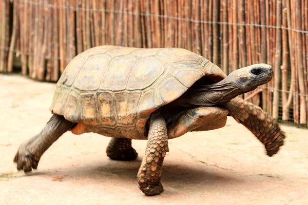 Closeup shot of big and fast turtle — Stock Photo, Image