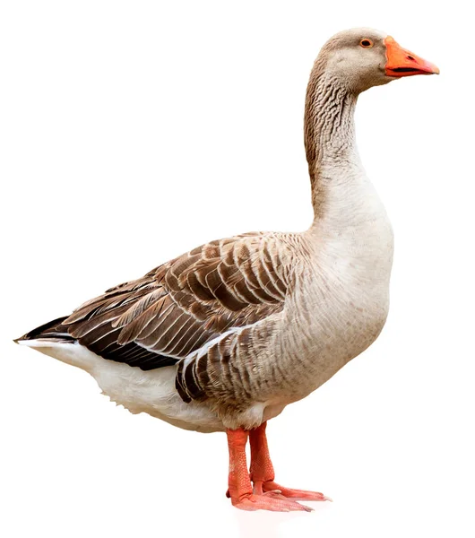 Closeup shot of big grey adult goose, isolated on white background — Stock Photo, Image