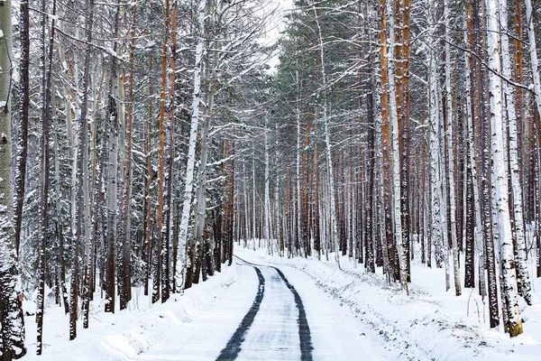 Silnice v zimním lese. Zasněžených stromů — Stock fotografie