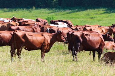 Süt ineği sürüsü bir mera üzerinde