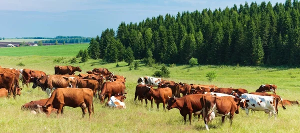 Manada de vacas lecheras en un pasto — Foto de Stock