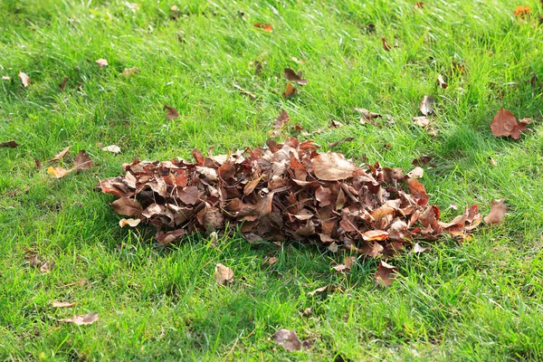 Outono. Folhas caídas em uma grama verde — Fotografia de Stock