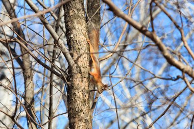 Ağaçtaki sincap 