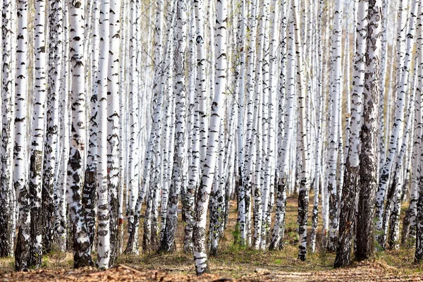 Primavera en el bosque de abedules — Foto de Stock