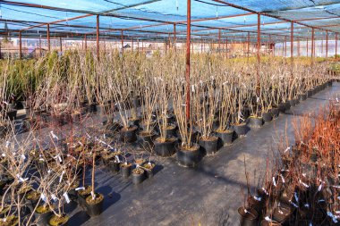 Çiftliği satmak üzerinde çeşitli fidan