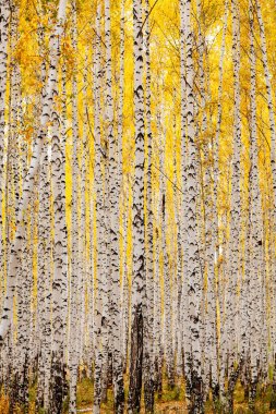 Sonbaharda huş ağacı ormanı. Ekim