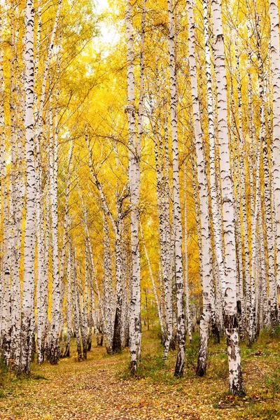 Björkskog på hösten. Oktober — Stockfoto