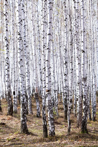 Bosque de abedul en primavera. Mayo — Foto de Stock