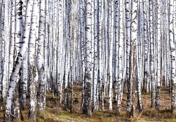 Floresta de bétula na primavera. Maio — Fotografia de Stock