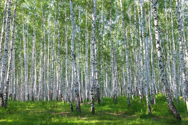 Floresta de vidoeiro no verão — Fotografia de Stock