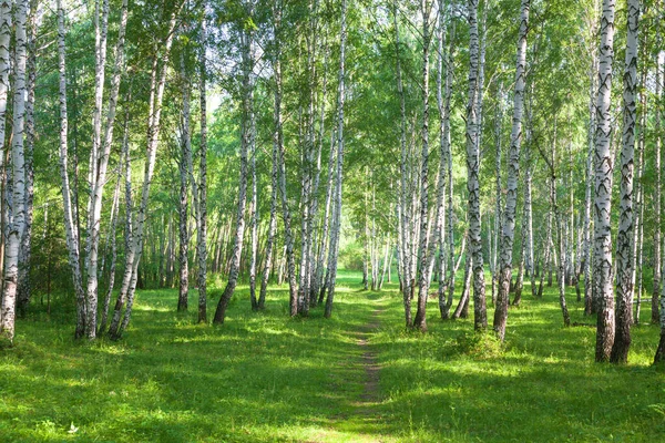 Красивий березовий ліс влітку — стокове фото