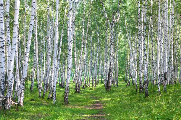 Krásný březový les v létě — Stock fotografie