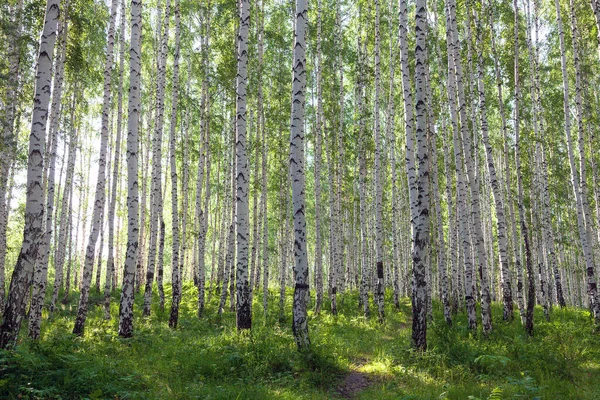 Hermoso bosque de abedul en verano — Foto de Stock