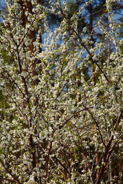 Blühender Apfelbaum — Stockfoto