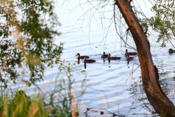 Patos selvagens nadam no lago da floresta — Fotografia de Stock