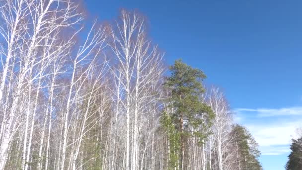 Mixed Forest Bright Blue Sky — Stock Video