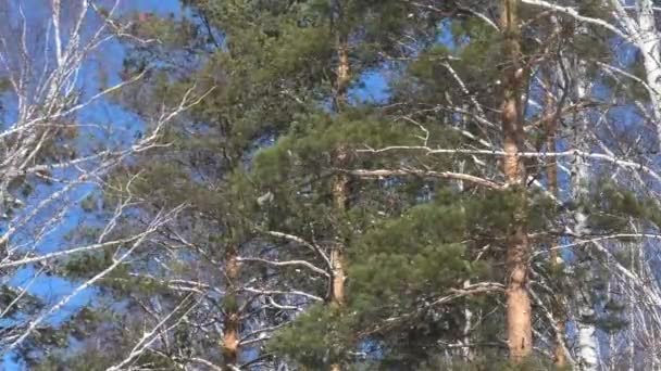Mista Floresta Céu Azul Brilhante Soprando Vento — Vídeo de Stock