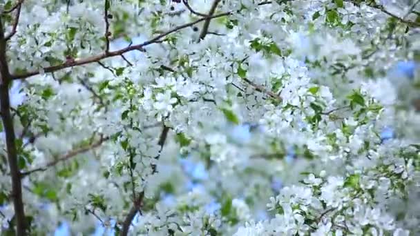 Blooming apple tree on the wind. Beautiful springtime flowers of an apple tree — Stock Video