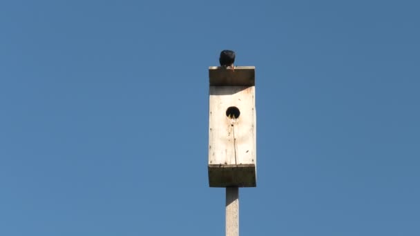 Vogelhaus Auf Blauem Himmel Schwarzer Star Füttert Die Küken — Stockvideo