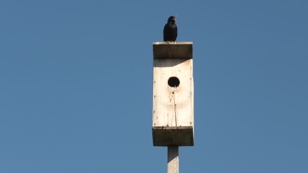 Vogelhuisje Blauwe Lucht Achtergrond Zwart Spreeuwen Zit Het Dak Rechtenvrije Stockvideo
