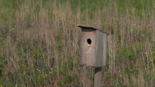 Svart Starling Matar Kycklingarna — Stockvideo