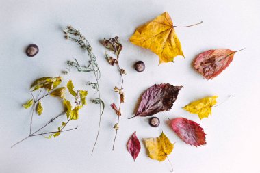 kurutulmuş sonbahar yaprakları yapılan kompozisyon.