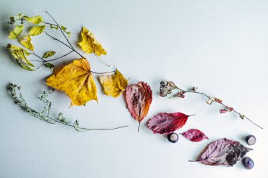 kurutulmuş sonbahar yaprakları yapılan kompozisyon.
