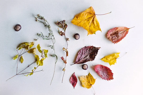 kurutulmuş sonbahar yaprakları yapılan kompozisyon.