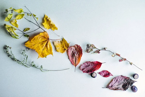 kurutulmuş sonbahar yaprakları yapılan kompozisyon.