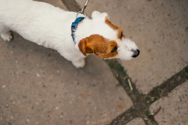eski Jack Russell Terrier bir leash üzerinde