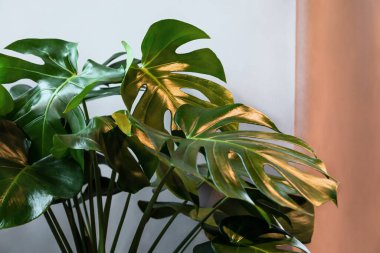 İçindeki gri ve bej arka planda canavar bitki yaprakları var..