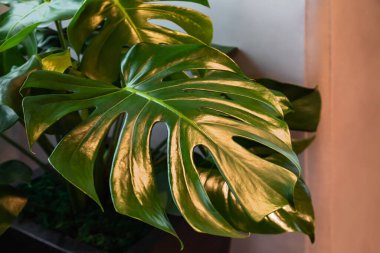 İçindeki gri ve bej arka planda canavar bitki yaprakları var..