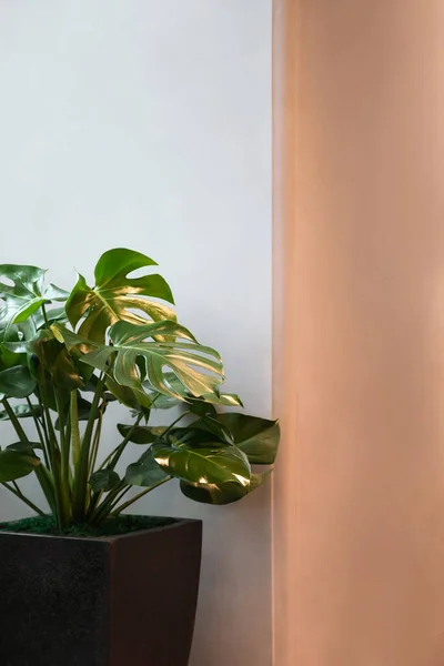 Monstera Plant Bladeren Grijze Beige Achtergrond Het Interieur — Stockfoto