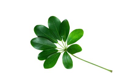 Beyaz zemin üzerinde su damlaları olan egzotik bitki yaprağı.