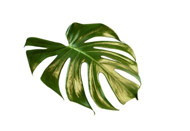 Beyaz arka planda izole edilmiş canavar yaprağı..