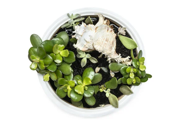 Kleine Pflanze Topf Aichryson Dekorative Shell Draufsicht Isoliert Auf Weißem — Stockfoto
