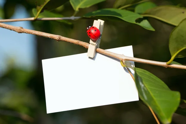 Tarjeta en blanco con fondo de verano — Foto de Stock